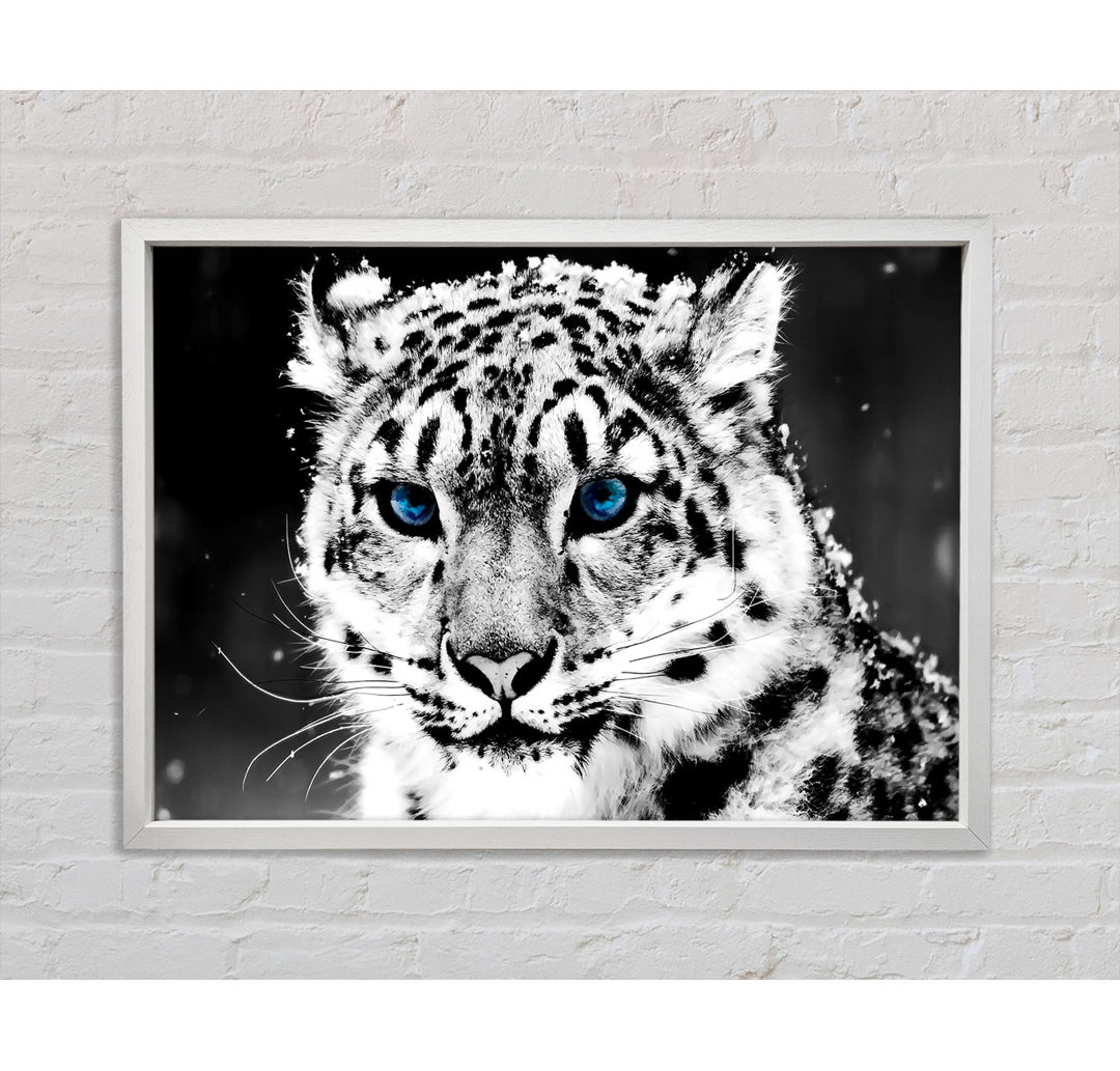 Snow Blue Eye Leopard - Einzelbildrahmen Kunstdrucke auf Leinwand