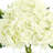 Hydrangeas in Glass Bubble Vase-1877559066-1839239550