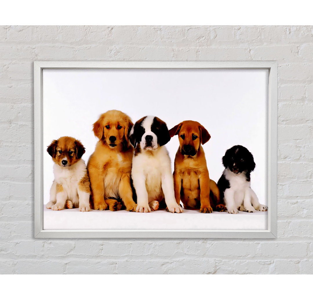 Hundefamilie - Einzelner Bilderrahmen Kunstdrucke auf Leinwand