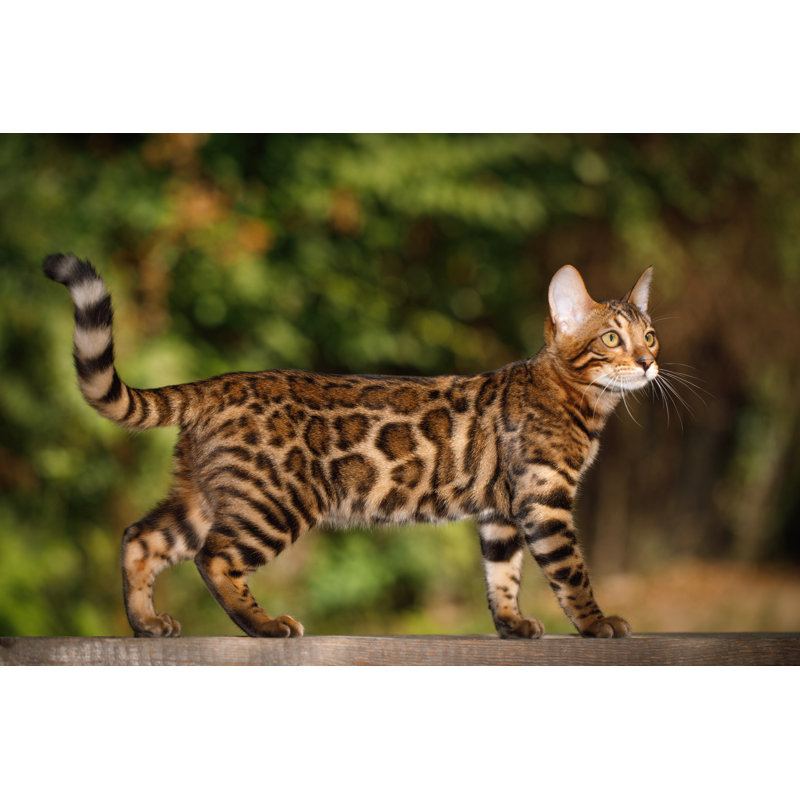 Chat d'extérieur Patidar Bengal par Seregraff, H 8 po x l 12 po x P 1,25 po