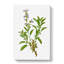 Garden Sage Flowers by Pierre-Joseph Redoute - Wrapped Canvas-55366353