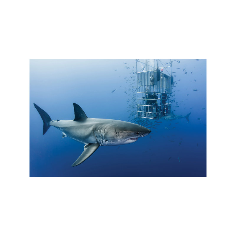 Animals In Cage by Davide Lopresti - Wrapped Canvas Print, 66.04 cm H x 45.72 cm W x 1.91 cm D