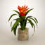 Tropical Bromeliad Centerpiece in Glass Jar-1396278696