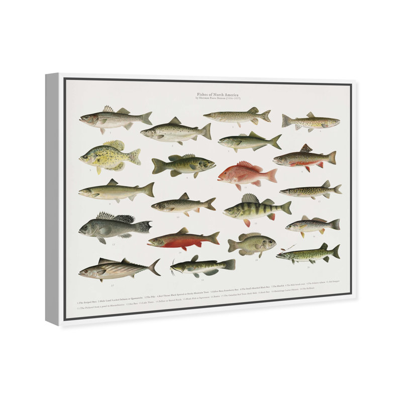 " American Fish " Painting Print, White Framed, 24" H x 20" W