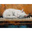 Papier peint chat, abstrait piano-126314153-126314165