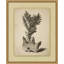 Sepia Sealife 1 Print