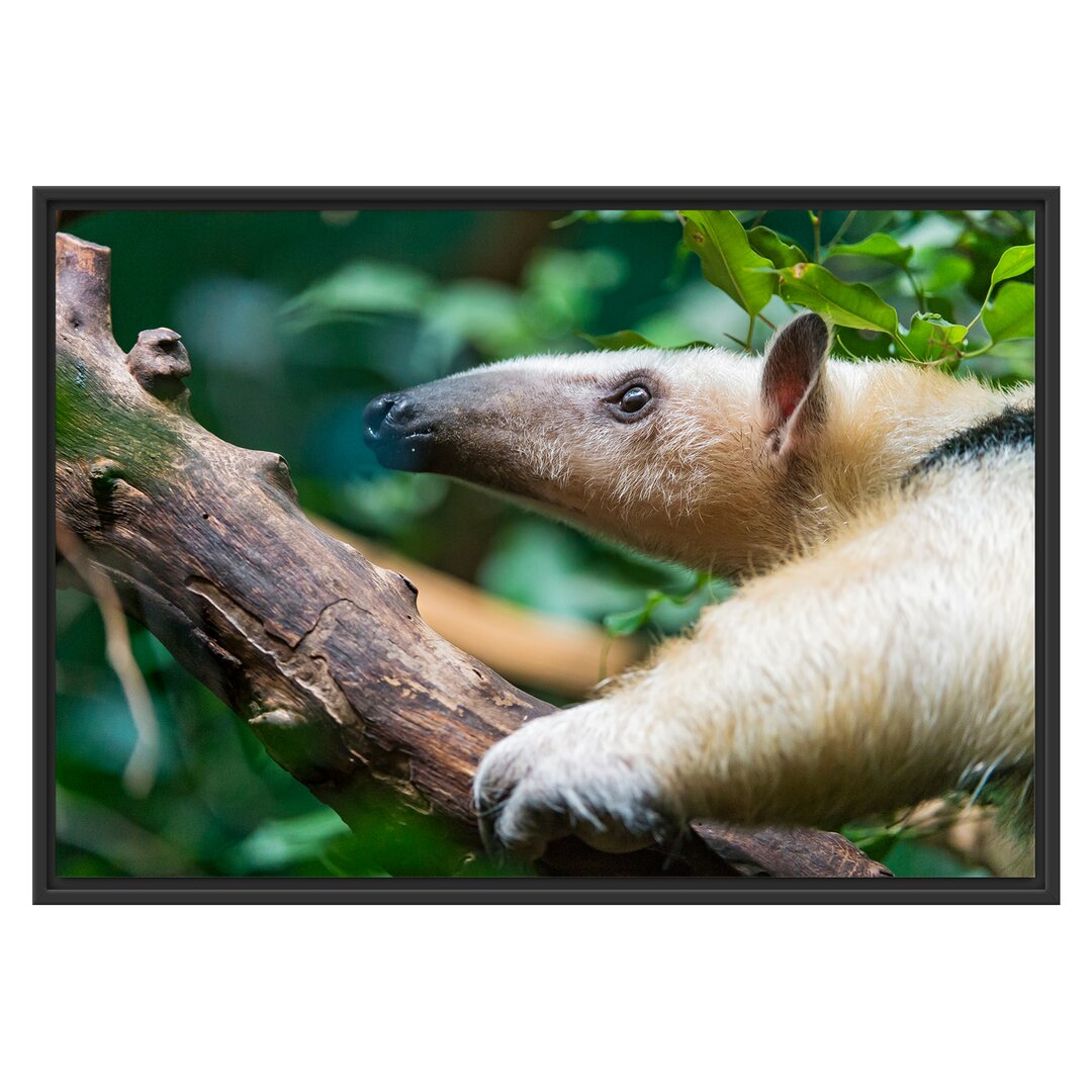 Gerahmtes Wandbild Nasenbär auf Ast