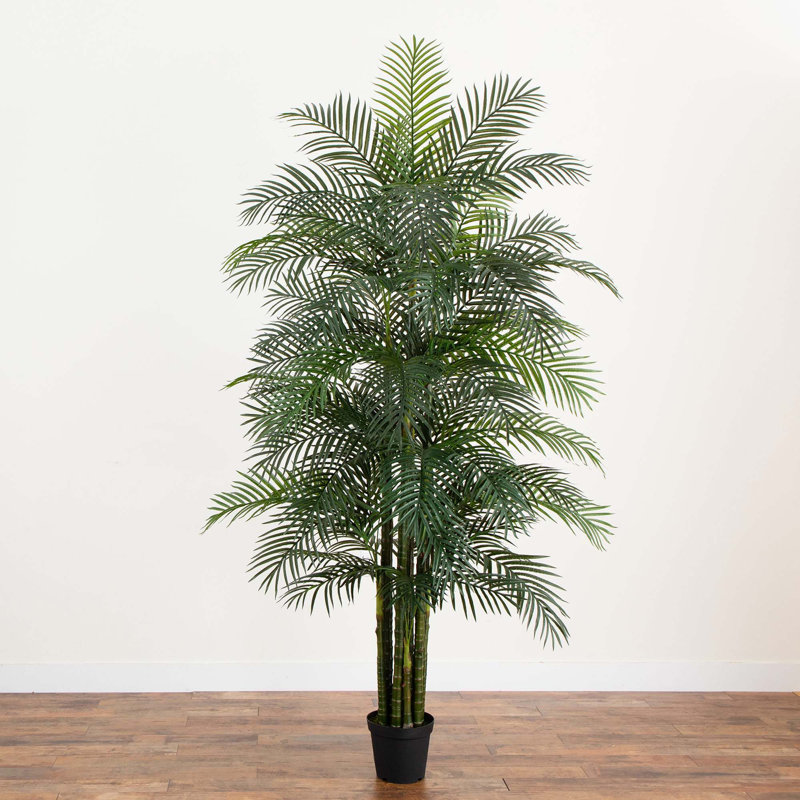 Plante, 108"