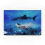 «Swim with Tiger Shark», art sur toile-31980634