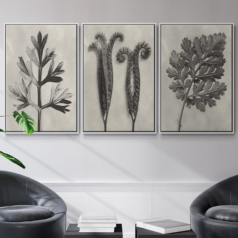 " Blossfeldt Botanical I " 3 - Pieces, White, 27" H x 54" W