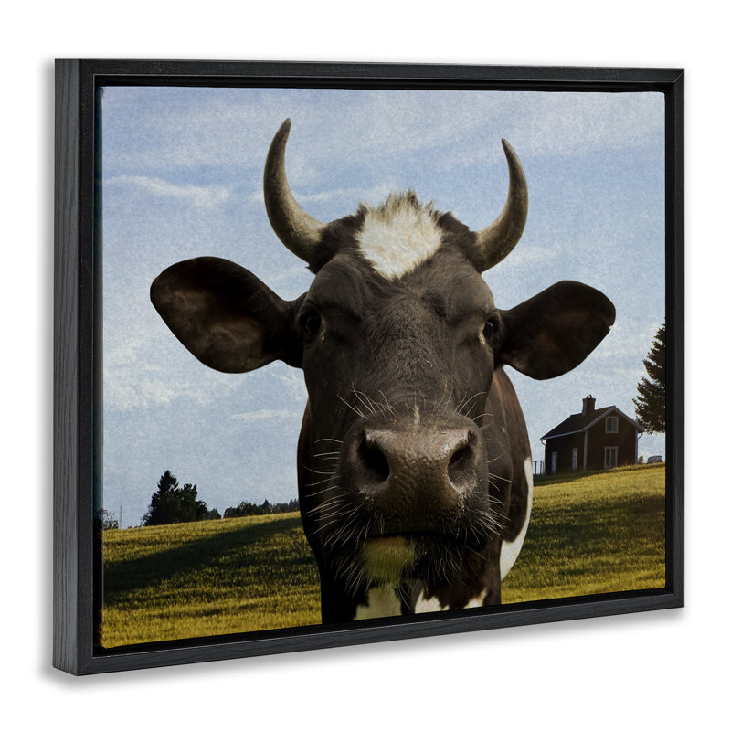 Vache de ferme avec cadre flottant à cornes courbées, design par Marcus Prime, Cadre flottant noir de jais, H 25 po x l 31 po
