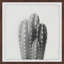 «Four Cacti», reproduction d'art graphique sur papier-32818219-27718897