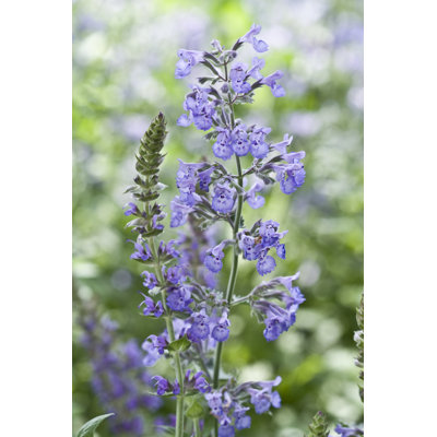 Catmint Series - Wrapped Canvas Print