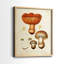Champignon I-Premium, reproduction encadrée prête à accrocher - aucun clou requis - aucun clou requis-1305373704-1305373705