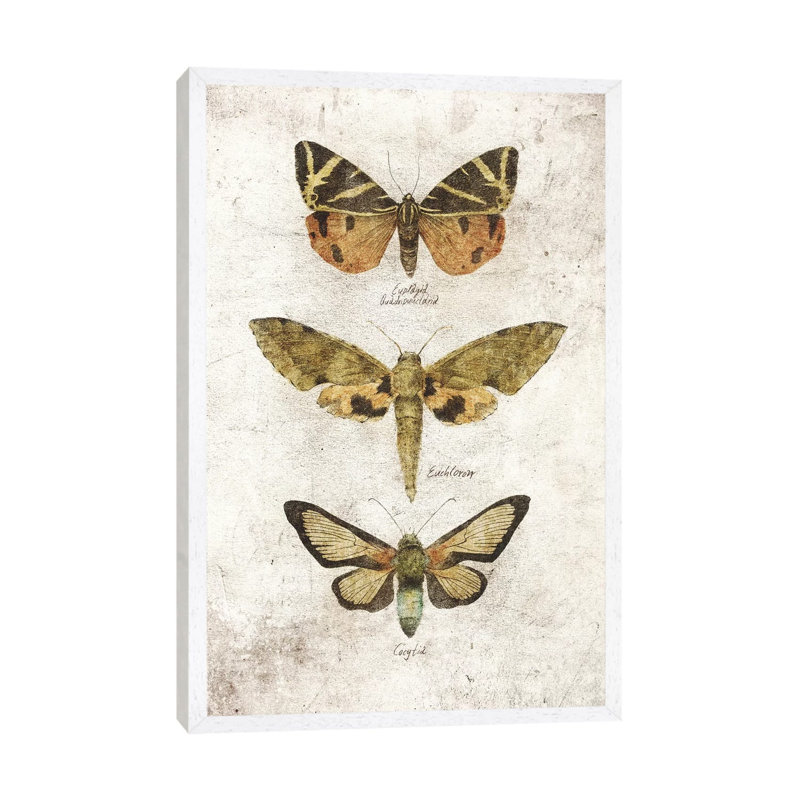 Butterflies VI 1 Piece Wall Art on Canvas, 66.04cm H x 45.72cm W x 3.81cm D, White Framed