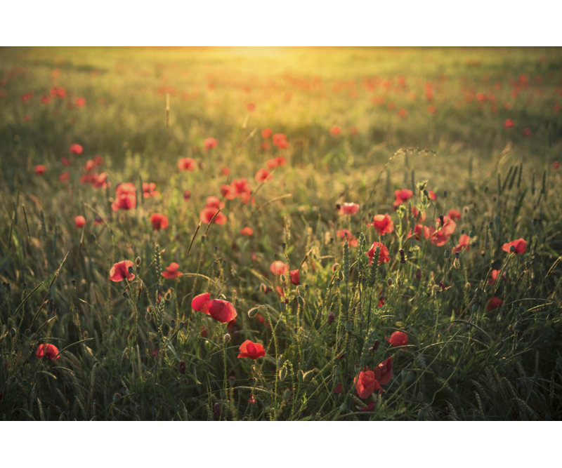Wrapped Canvas Print, 60.96cm H x 91.44cm W