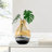 Manzer Handcrafted Glass Abstract Table Vase-329916484-329916485