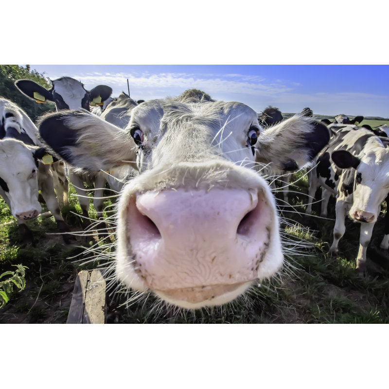 Adorable vache sur un champ regardant avec intérêt dans une caméra - Photographie sur toile tendue, H 8 po x l 12 po