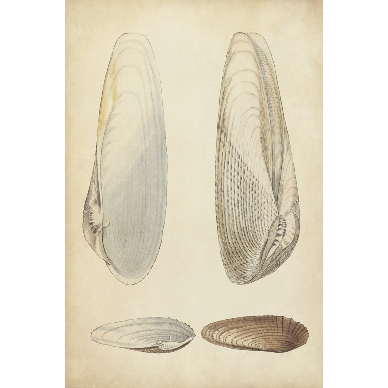 Marine Mollusk II - Wrapped Canvas Print, 91cm H x 61cm W x 3.8cm D