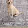 Kulas Oriental Machine Washable Gray Area Rug