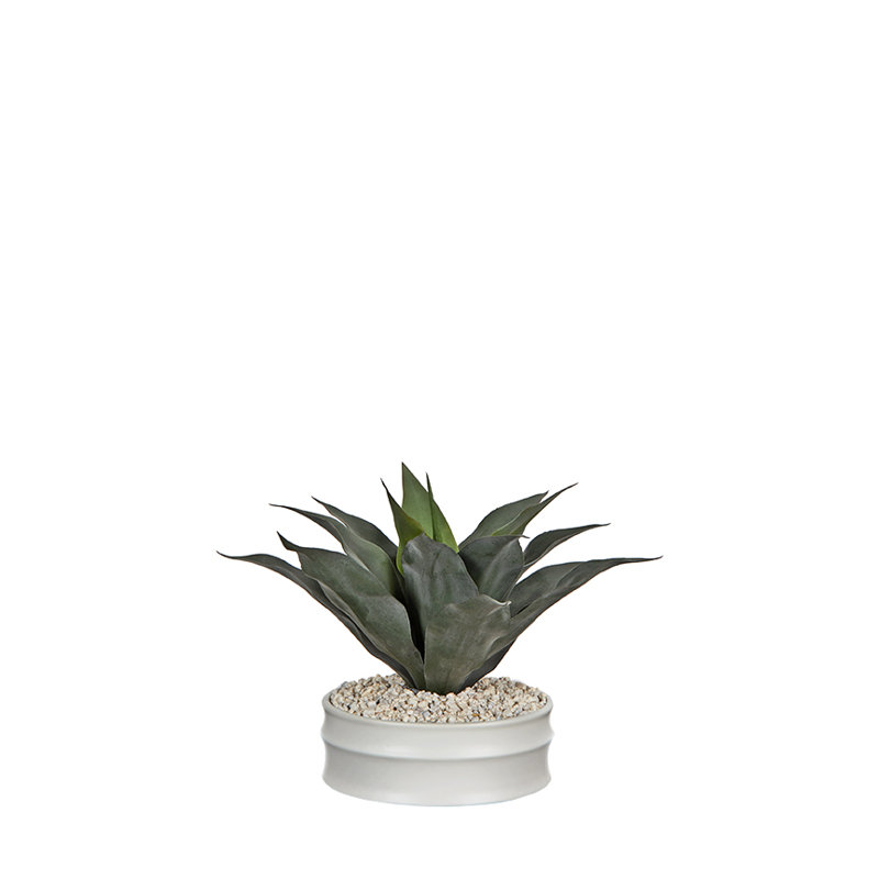 Striped Agave in Armonica Planter