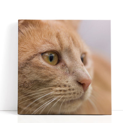 Gros plan d'un chat - reproduction d'art sur toile