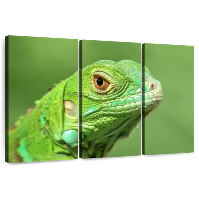 Green Lizard Closeup