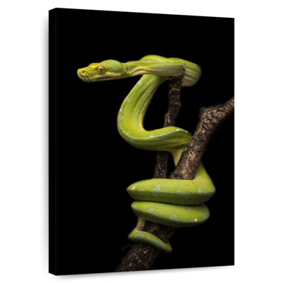 Brampt Python Wrapped Around A Branch