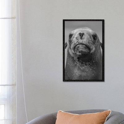 California Sea Lion, La Jolla, California by Tim Fitzharris - Gallery-Wrapped Canvas Giclée on Canvas