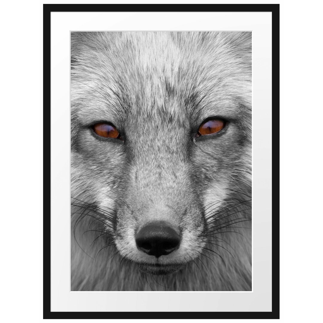 Gerahmtes Poster Wunderschöner Fuchs im Portrait