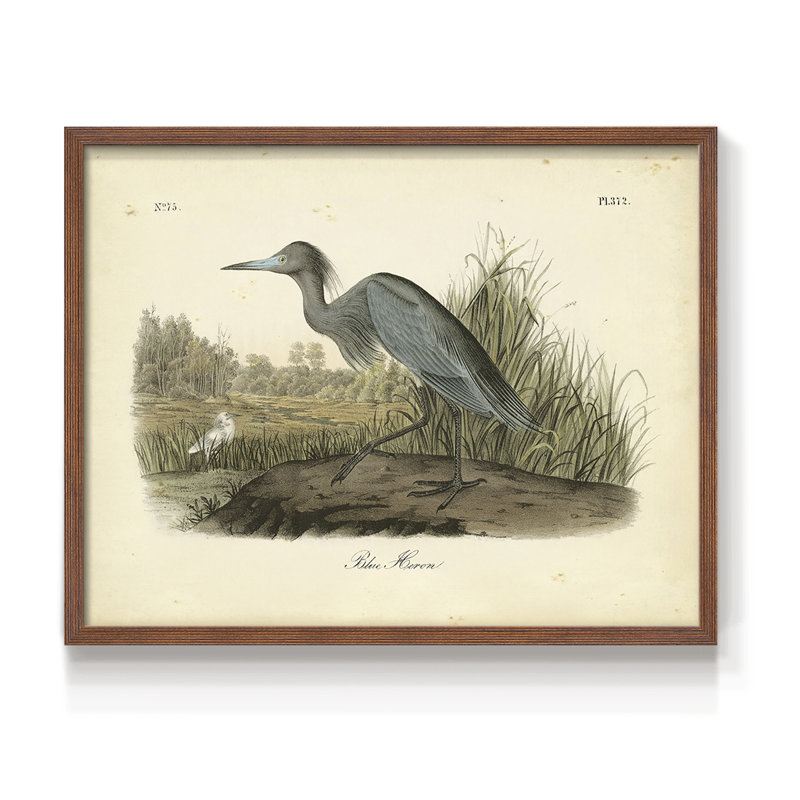 Audubons Blue Heron -Framed Print - Restickable, 16" H x 20" W, Walnut