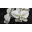White orchids - 24"x48" Framed canvas