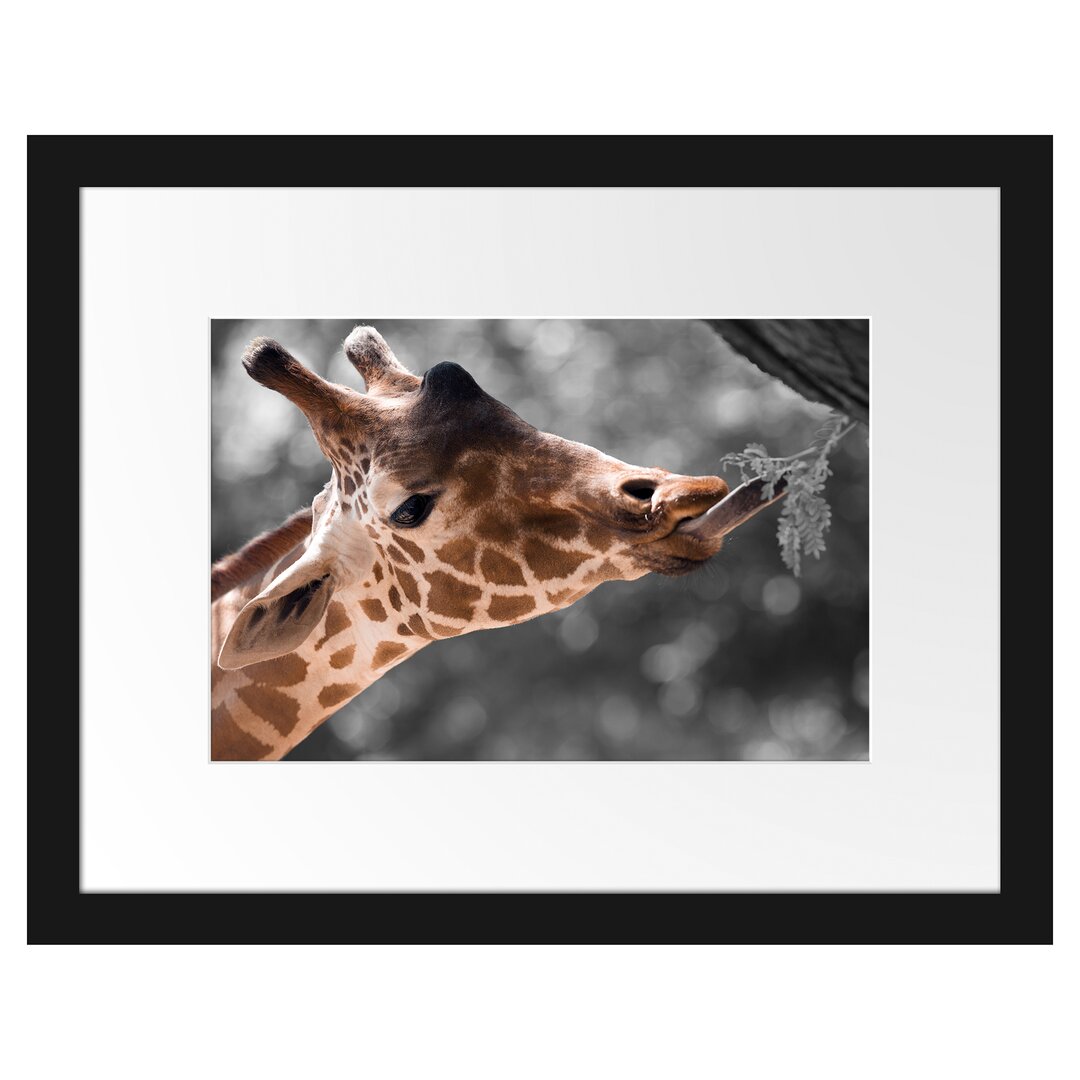 Gerahmtes Poster Hungrige Giraffe mit Zweig