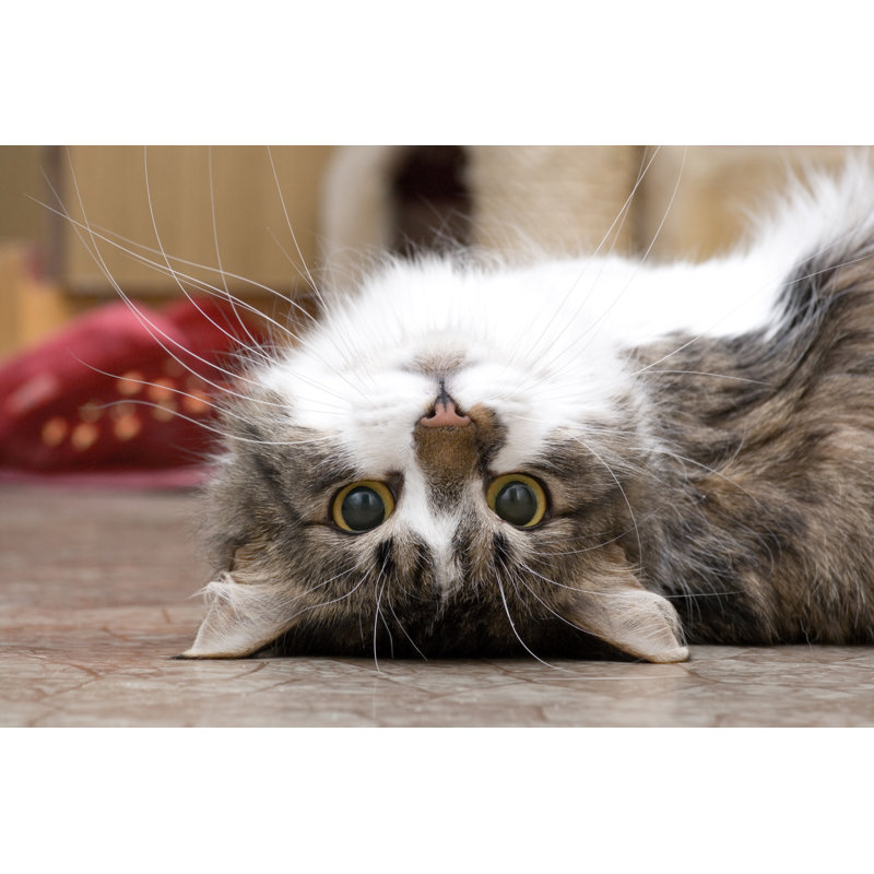 Playing Cat - Wrapped Canvas Print, 30cm H x 46cm W x 3.8cm D