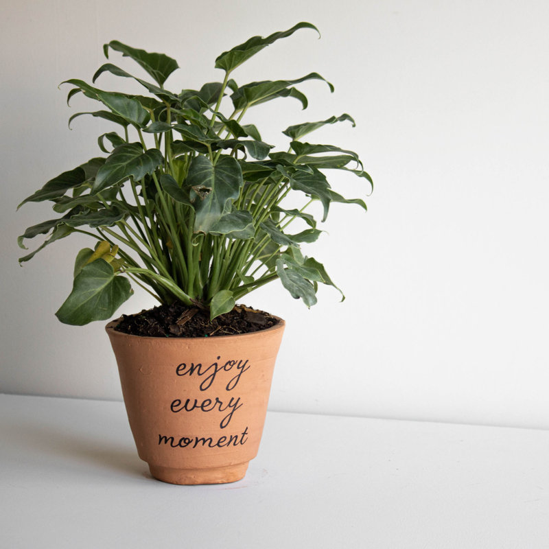 Daxia Pot Planter