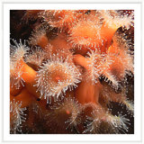 Under The Sea Giclee Print by Soicher Marin Archives