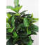 Ficus élastica artificiel vert de 67 po de hauteur