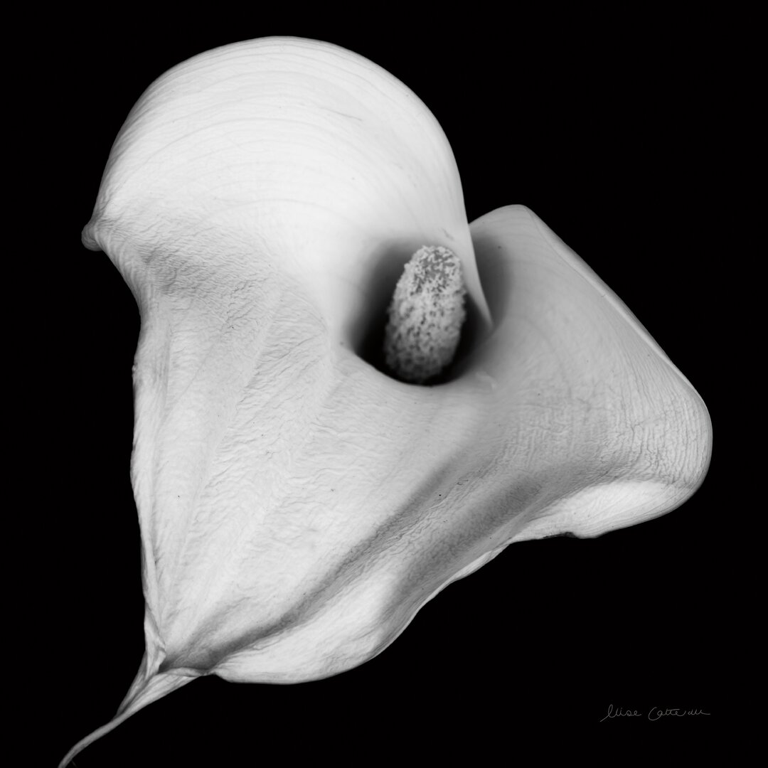 Leinwandbild Elegant Calla III von Elise Catterall