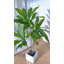 Arbre artificiel 47,24 po Dracaena-1702090488
