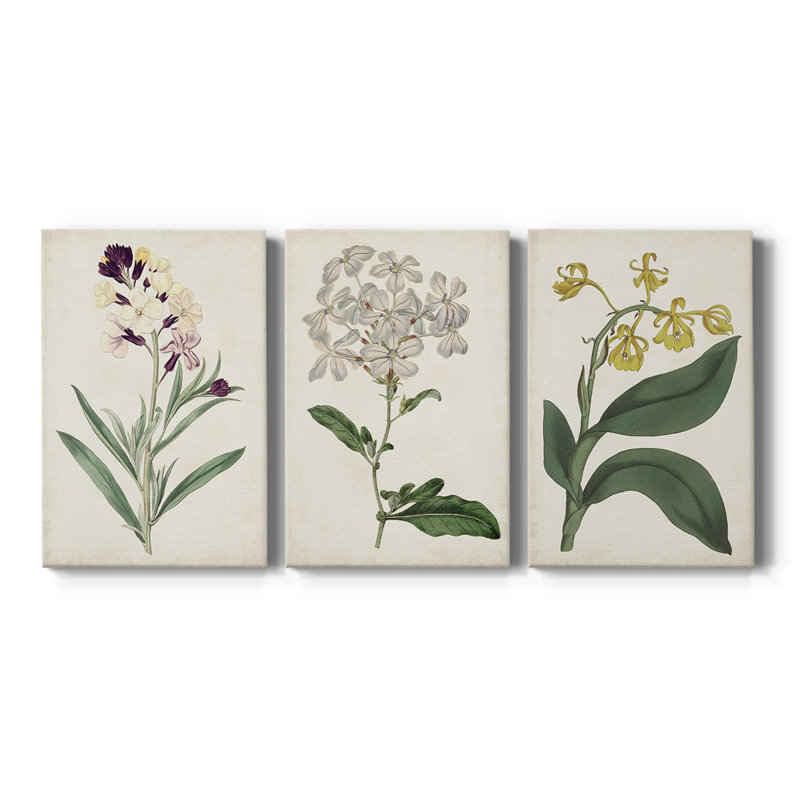 Collection Antique Botanical Collection VII - Toile tendue sur mesure - 3 pièces, H 27 po x l 54 po