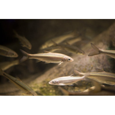 Minnow Fish - Wrapped Canvas Print