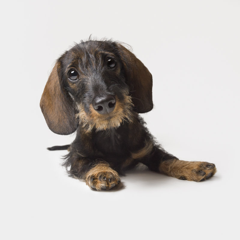 Adorable Dachshund Puppy by Soldt - Wrapped Canvas Print, 20cm H x 30cm W x 3.8cm D