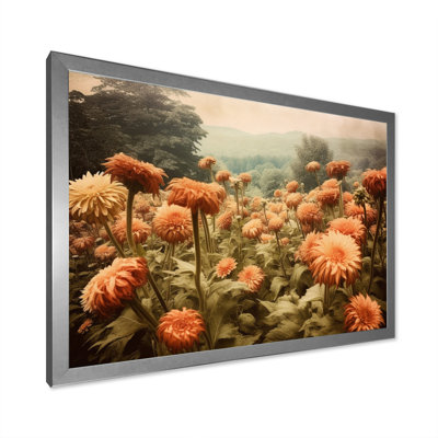 " Peach Green Chrysanthemums Field "