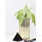Glass Table Vase-1878714888