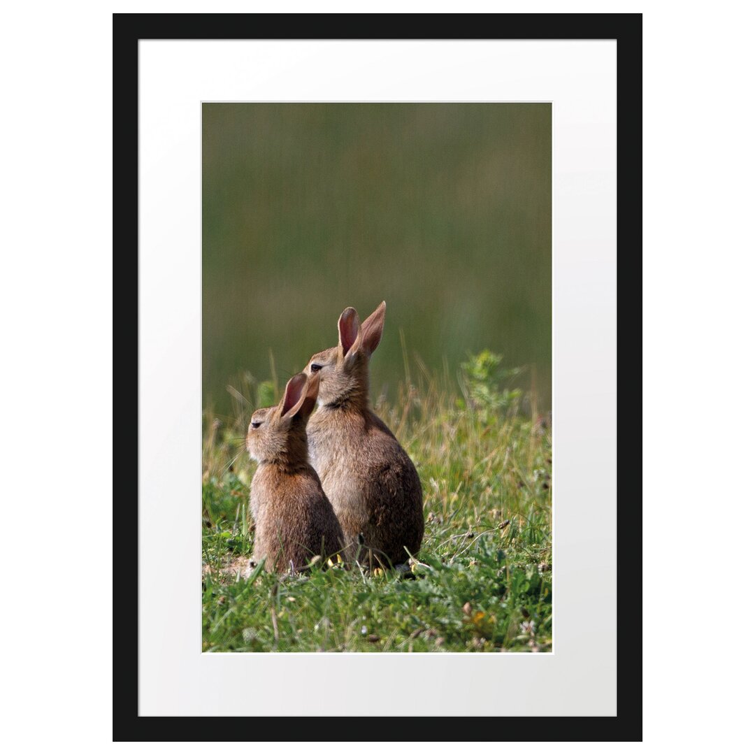 Gerahmtes Poster Zwei Häschen auf Frühlingswiese