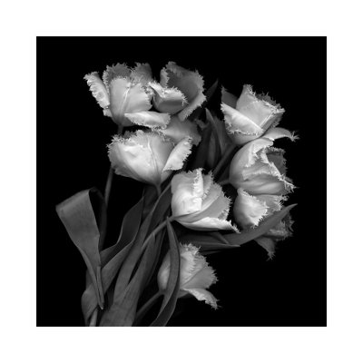 Frayed Tulips, B&W by Magda Indigo - Wrapped Canvas Gallery-Wrapped Canvas Giclée