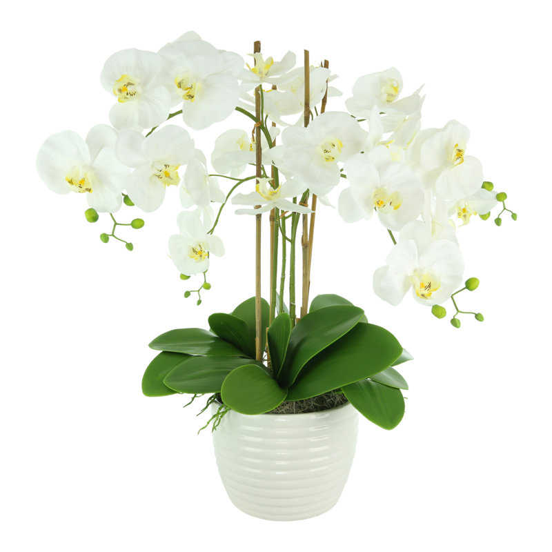 Organic Modern Orchid Arrangement in Ceramic Vase