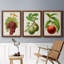 Antique Fruit III - ensemble de 3 peintures sur toile encadrées-1701013477-1701013479