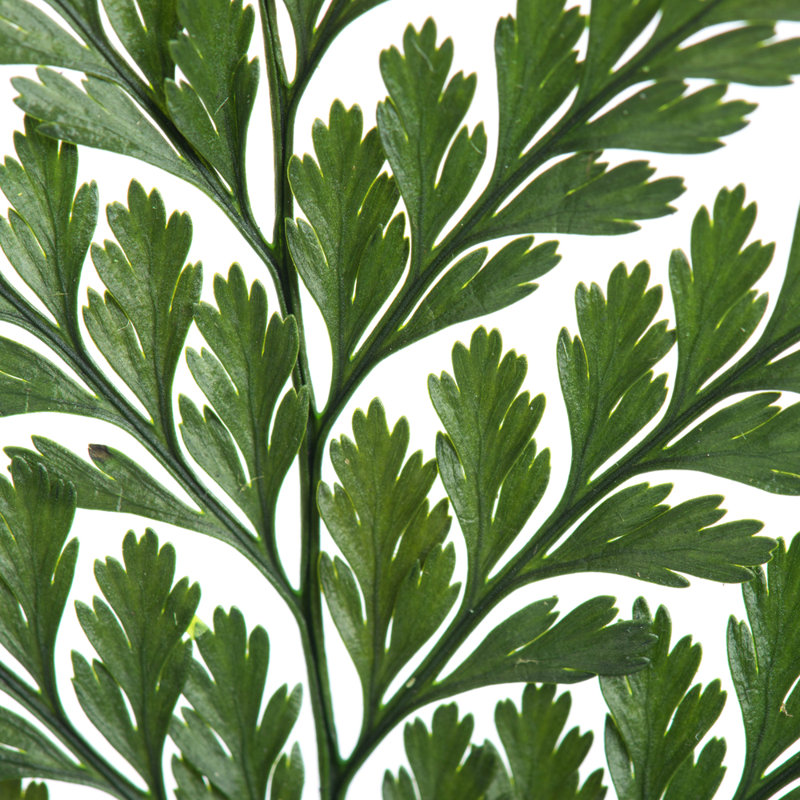 Ensemble de 6 plantes à feuillage préservé