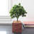 10.5'' Faux Bonsai Plant in Wood Pot